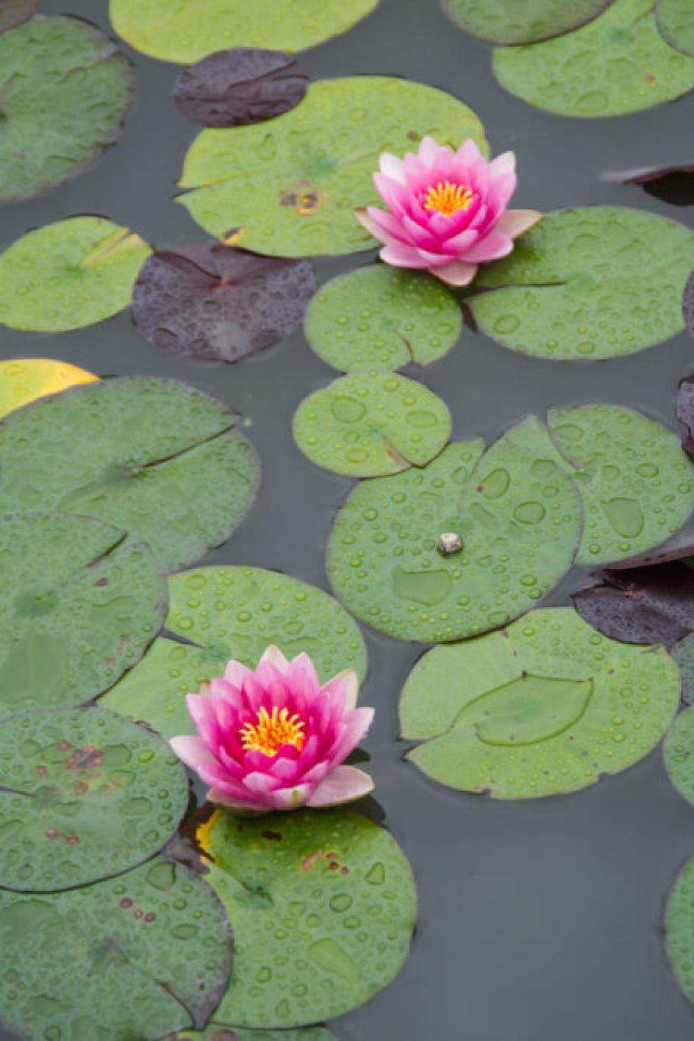 Water Lotus Pond Free Photo Water Lotus Pond Free Photo