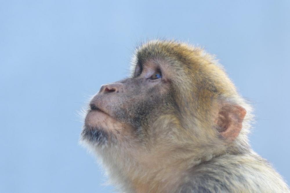 Monkey Portrait Face Free Photo Monkey Portrait Face Free Photo