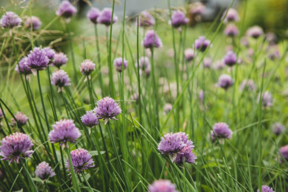 Chives Blossom Garden Free Photo Chives Blossom Garden Free Photo