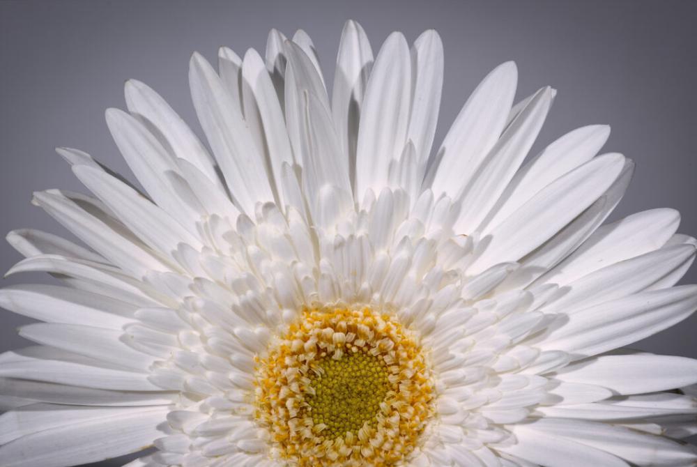 Macro Flower Petals Free Photo Macro Flower Petals Free Photo