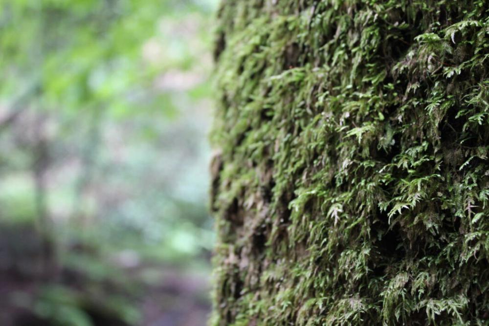 Moss Tree Forest Free Photo Moss Tree Forest Free Photo