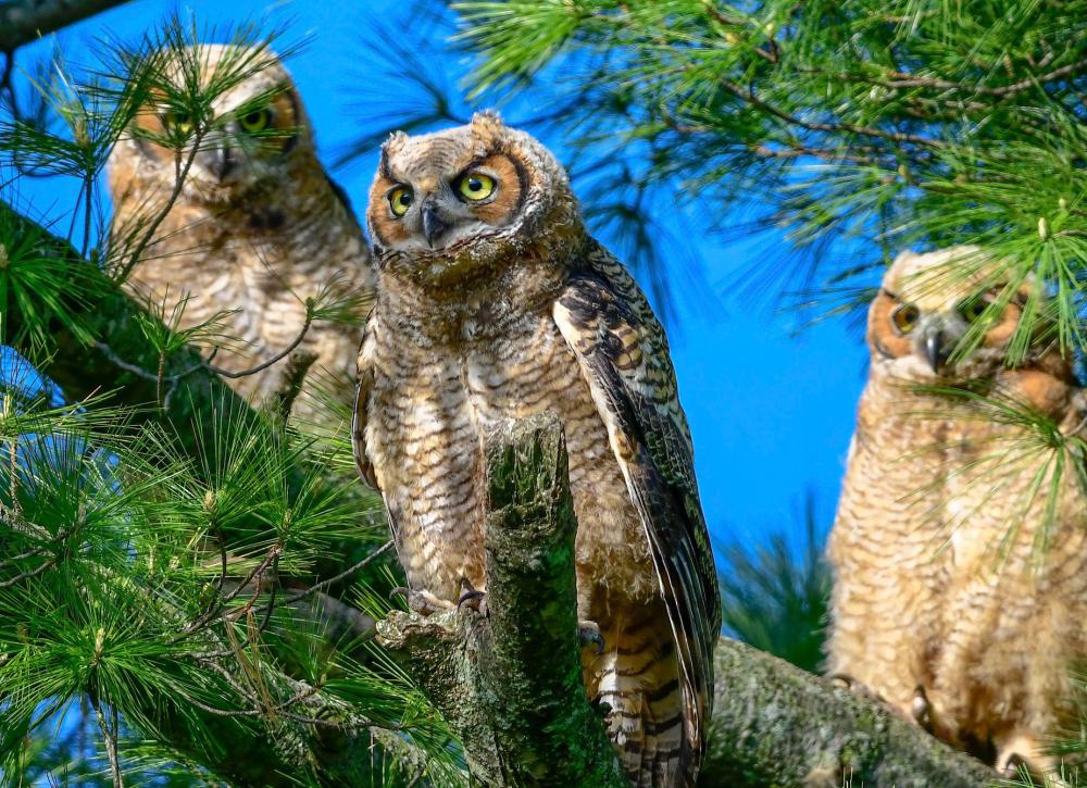 Three Owls On A Pine Tree Branch Photo Three Owls On A Pine Tree Branch Photo