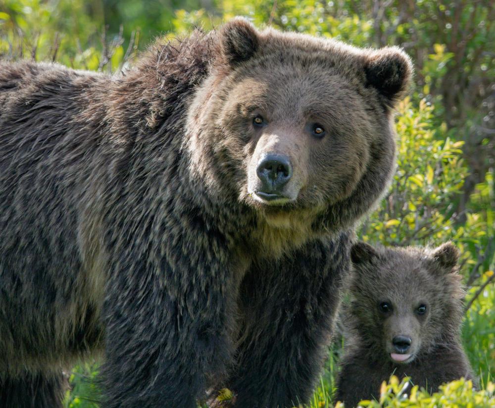 Big Brown Bear In Green Grass With A Young Bear Behind It Photo Big Brown Bear In Green Grass With A Young Bear Behind It Photo