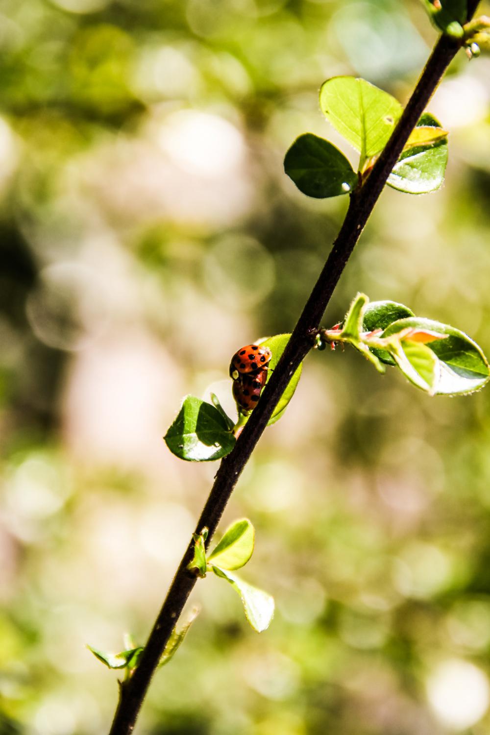 Two Ladybugs On A Tree Branch Photo Two Ladybugs On A Tree Branch Photo