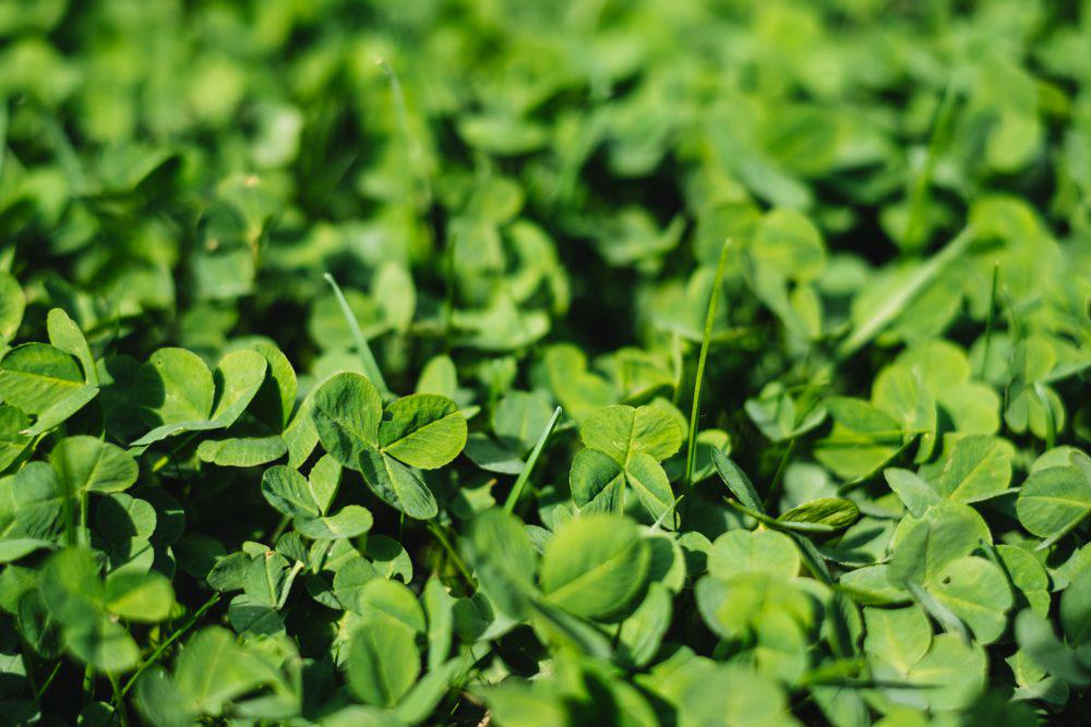 Green clover Green clover