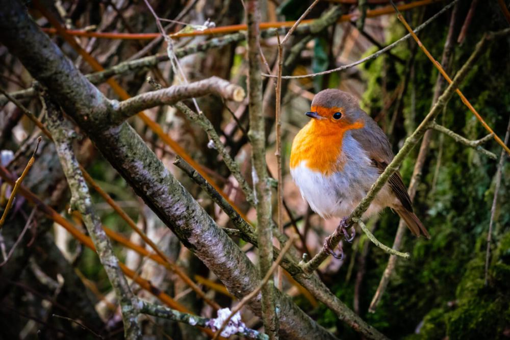 Bird Perched Colorful Bird Perched Colorful