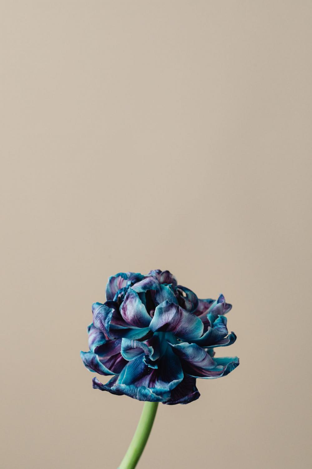 Dried flowers and leaves - still life backgrounds Dried flowers and leaves - still life backgrounds