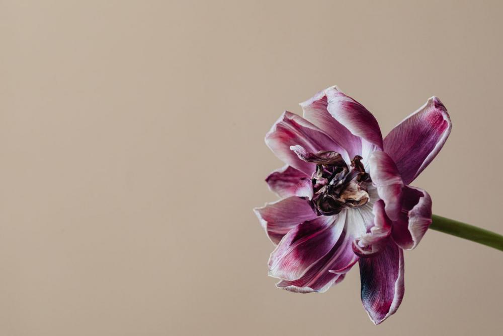 Dried flowers and leaves - still life backgrounds Dried flowers and leaves - still life backgrounds