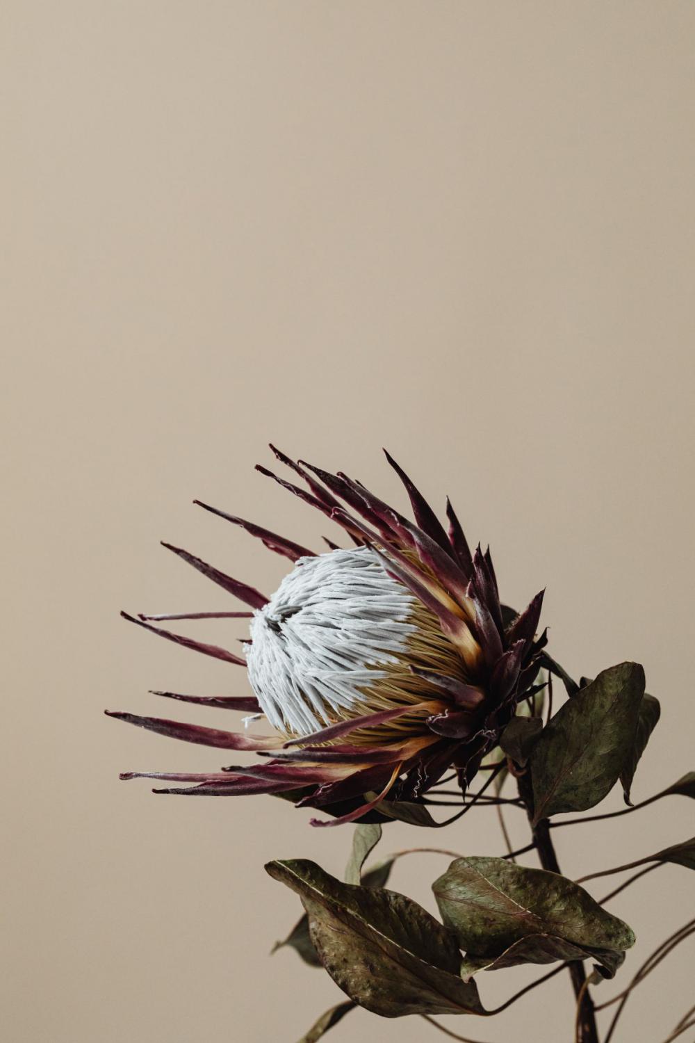 Dried flowers and leaves - still life backgrounds Dried flowers and leaves - still life backgrounds