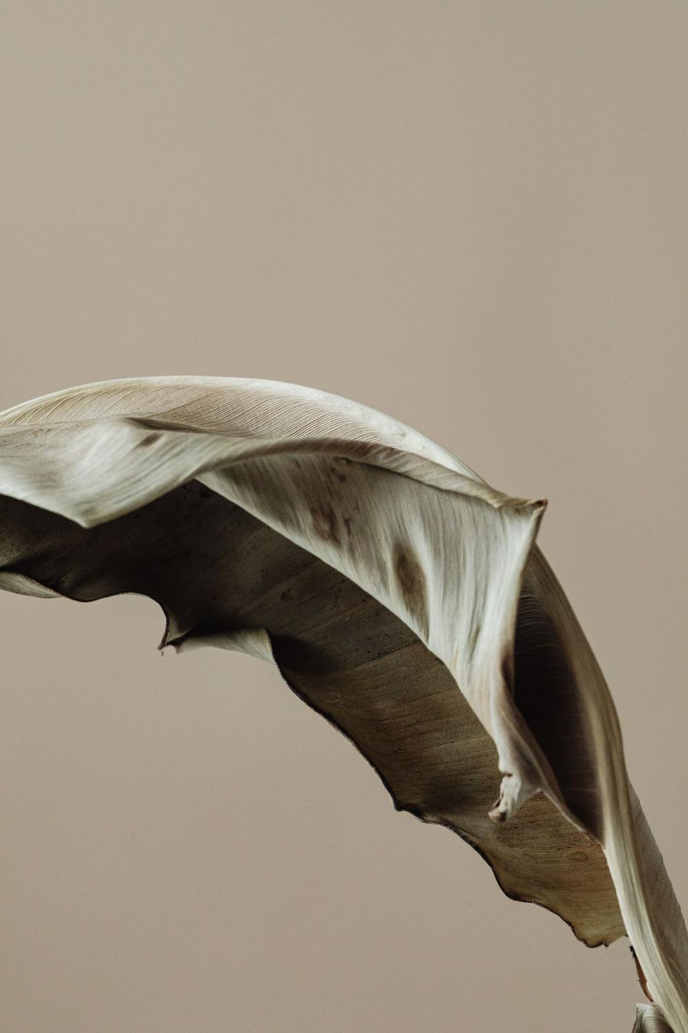 Dried flowers and leaves - still life backgrounds Dried flowers and leaves - still life backgrounds