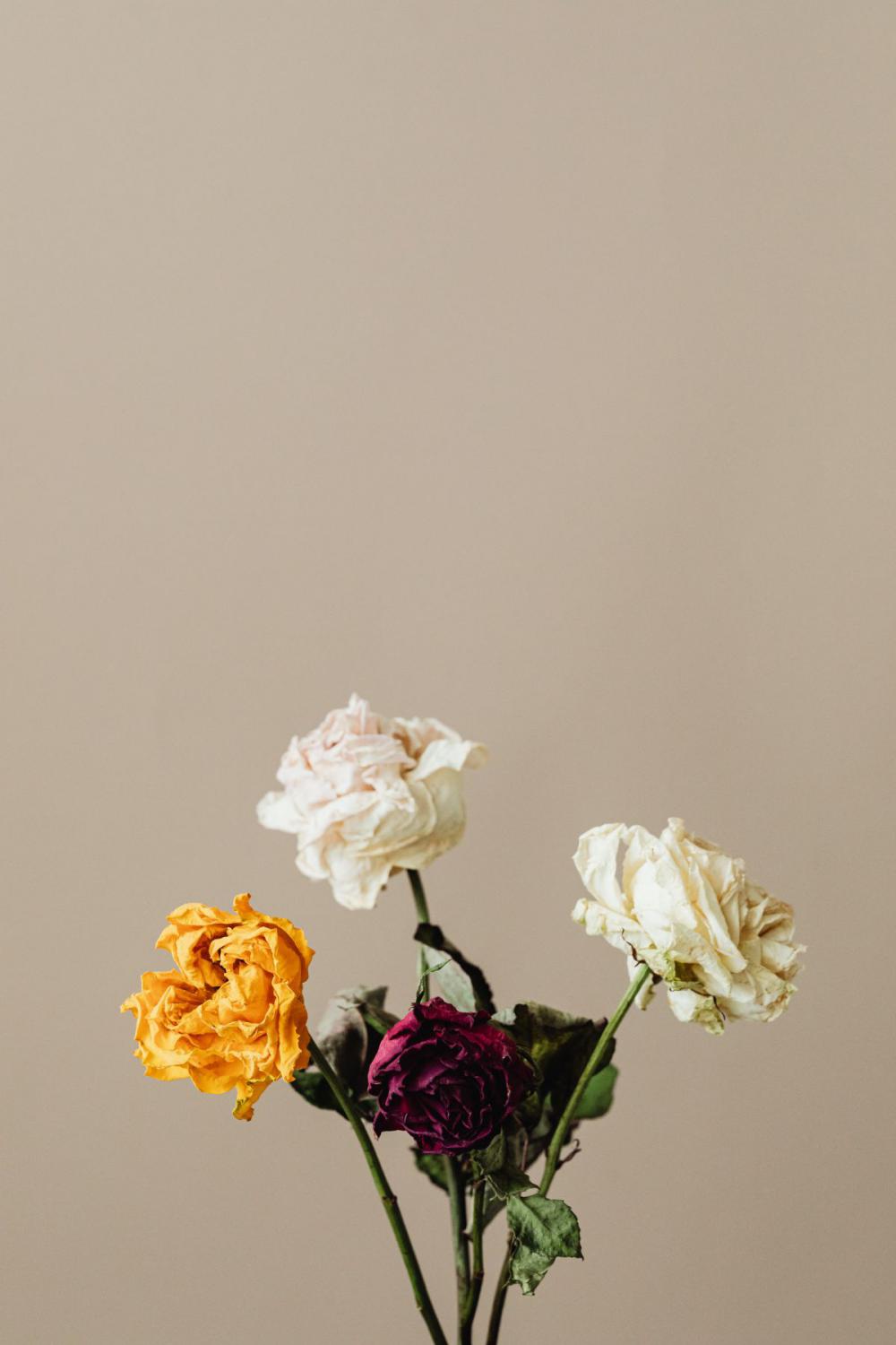 Dried flowers and leaves - still life backgrounds Dried flowers and leaves - still life backgrounds
