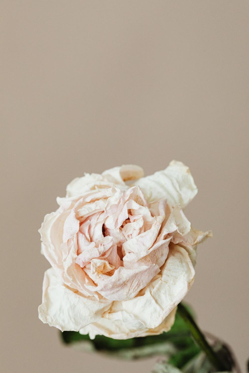 Dried flowers and leaves - still life backgrounds Dried flowers and leaves - still life backgrounds