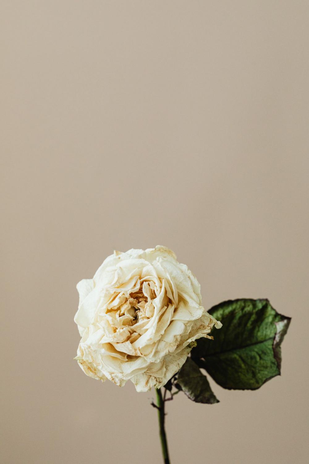 Dried flowers and leaves - still life backgrounds Dried flowers and leaves - still life backgrounds