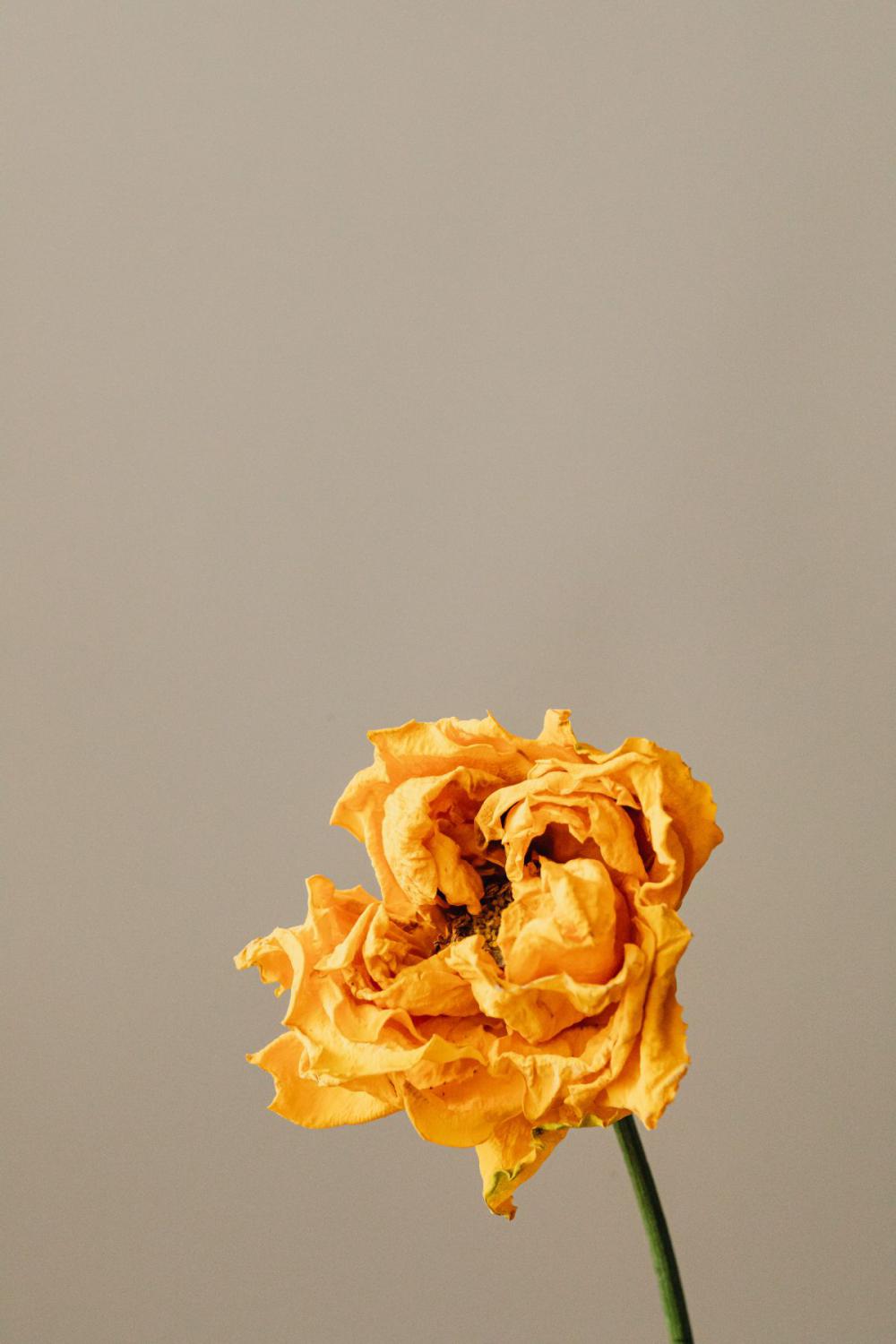 Dried flowers and leaves - still life backgrounds Dried flowers and leaves - still life backgrounds