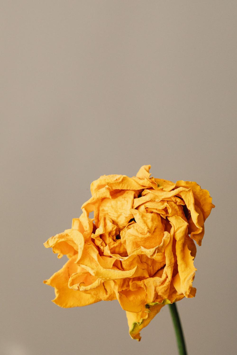 Dried flowers and leaves - still life backgrounds Dried flowers and leaves - still life backgrounds