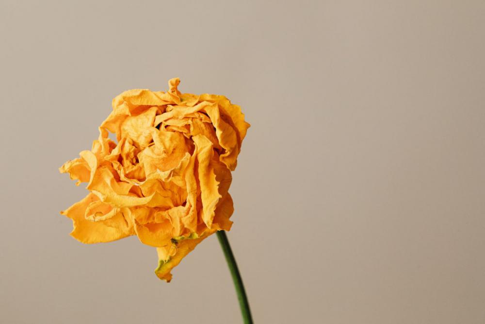 Dried flowers and leaves - still life backgrounds Dried flowers and leaves - still life backgrounds