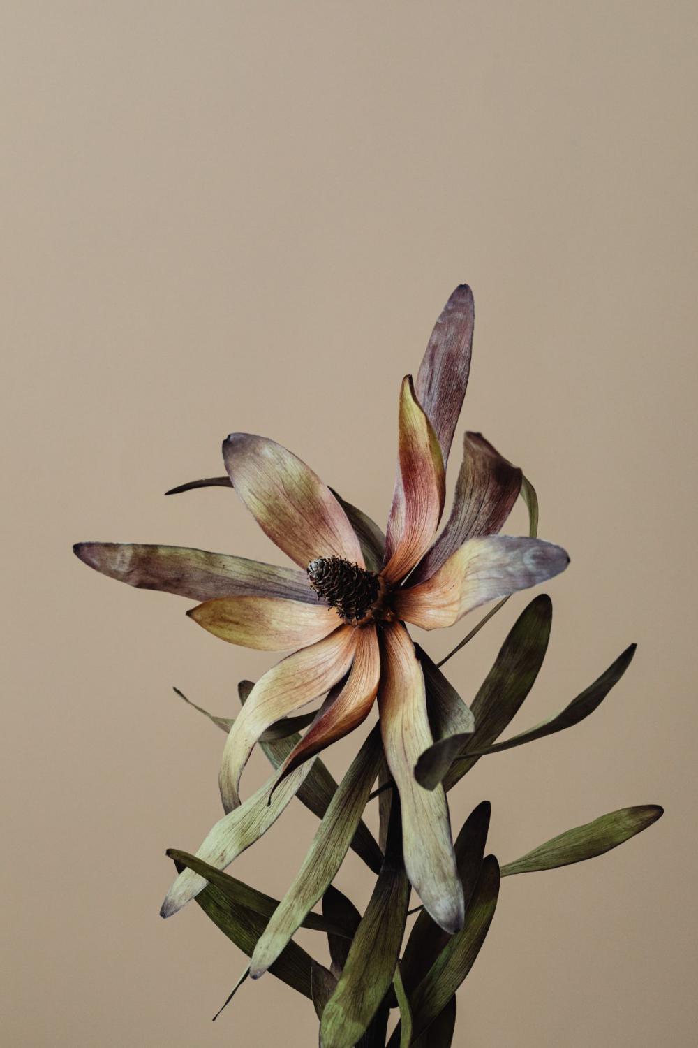 Dried flowers and leaves - still life backgrounds Dried flowers and leaves - still life backgrounds