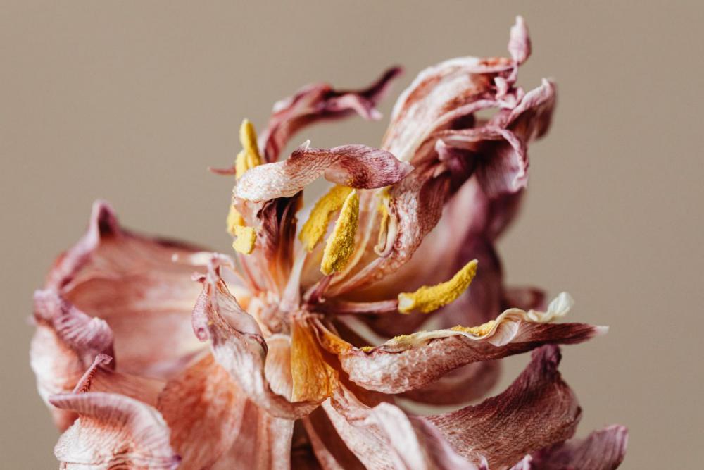 Dried flowers and leaves - still life backgrounds Dried flowers and leaves - still life backgrounds