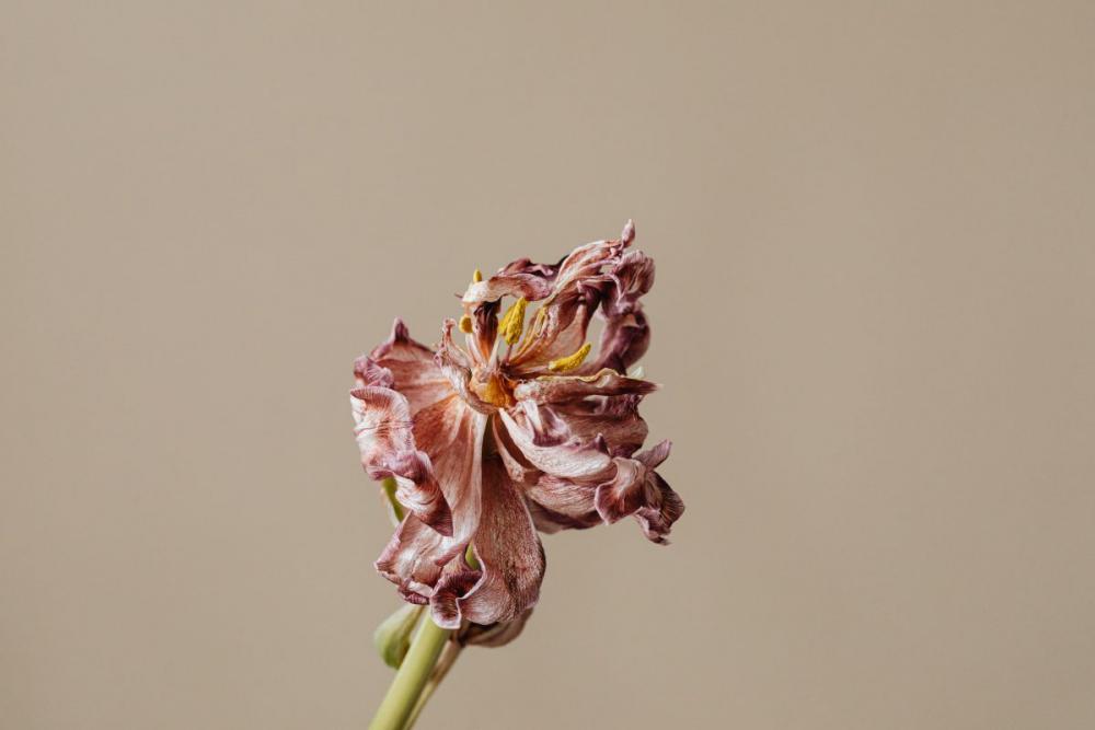 Dried flowers and leaves - still life backgrounds Dried flowers and leaves - still life backgrounds