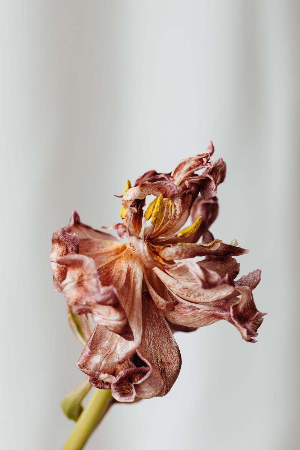 Dried flowers and leaves - still life backgrounds Dried flowers and leaves - still life backgrounds