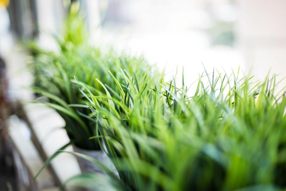 Green Window Plant Free Photo Green Window Plant Free Photo