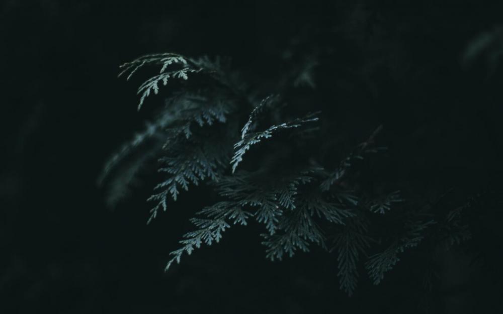 Fern Leaf Macro Free Photo Fern Leaf Macro Free Photo