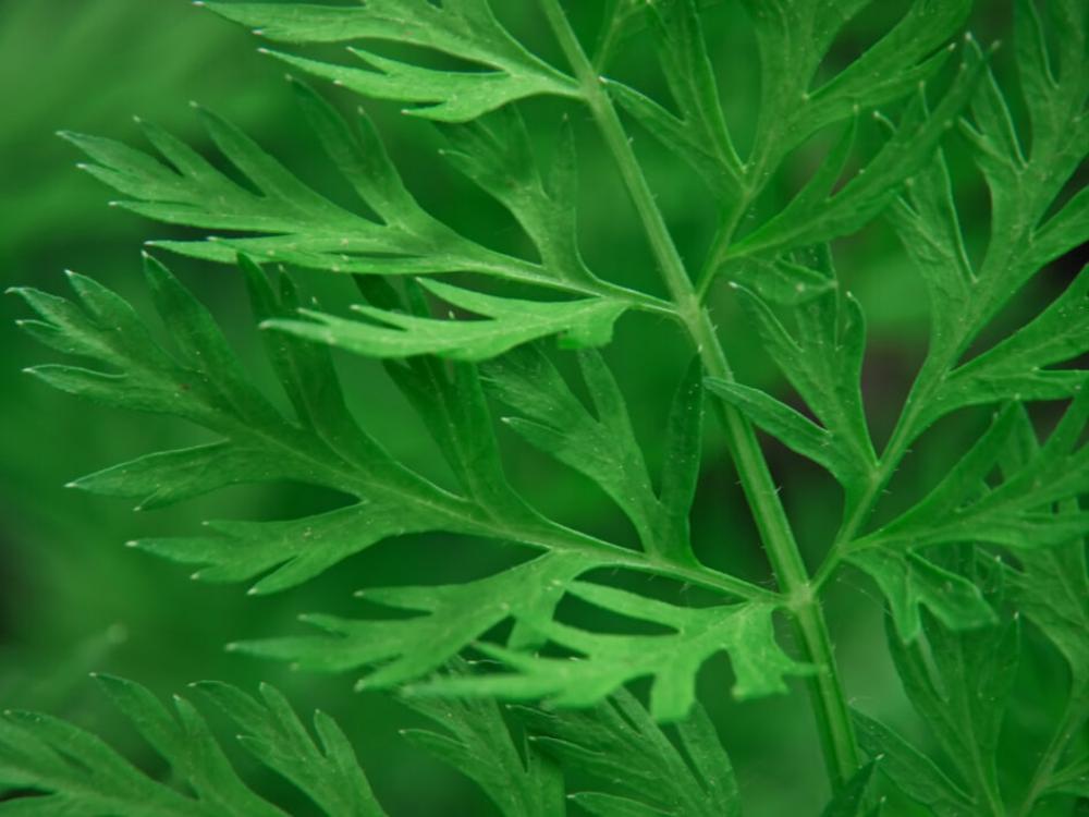 Green Leaf Macro Free Photo Green Leaf Macro Free Photo