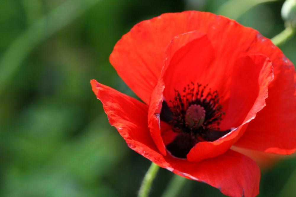 Poppy Flower Close up Free Photo Poppy Flower Close up Free Photo