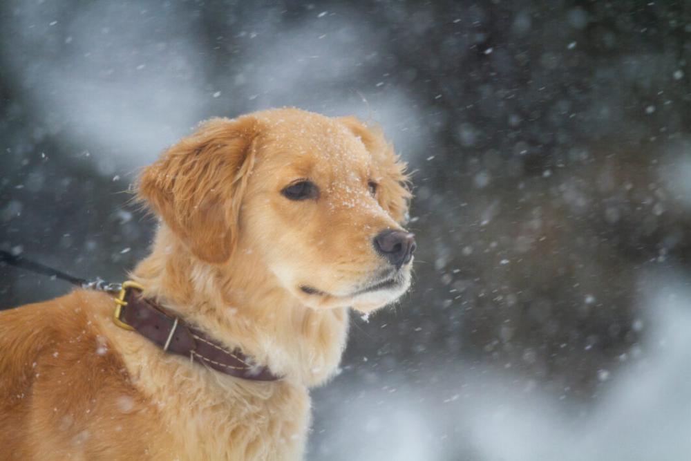 Outdoors Dog Snow Free Photo Outdoors Dog Snow Free Photo