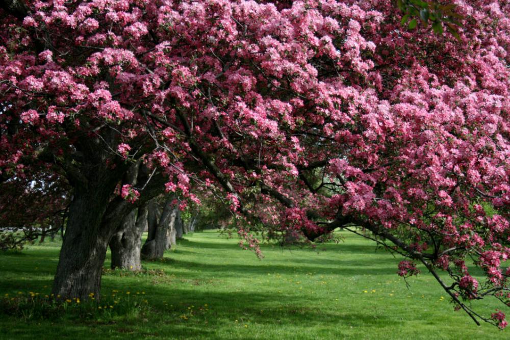 Apple Nature Flowers Free Photo Apple Nature Flowers Free Photo