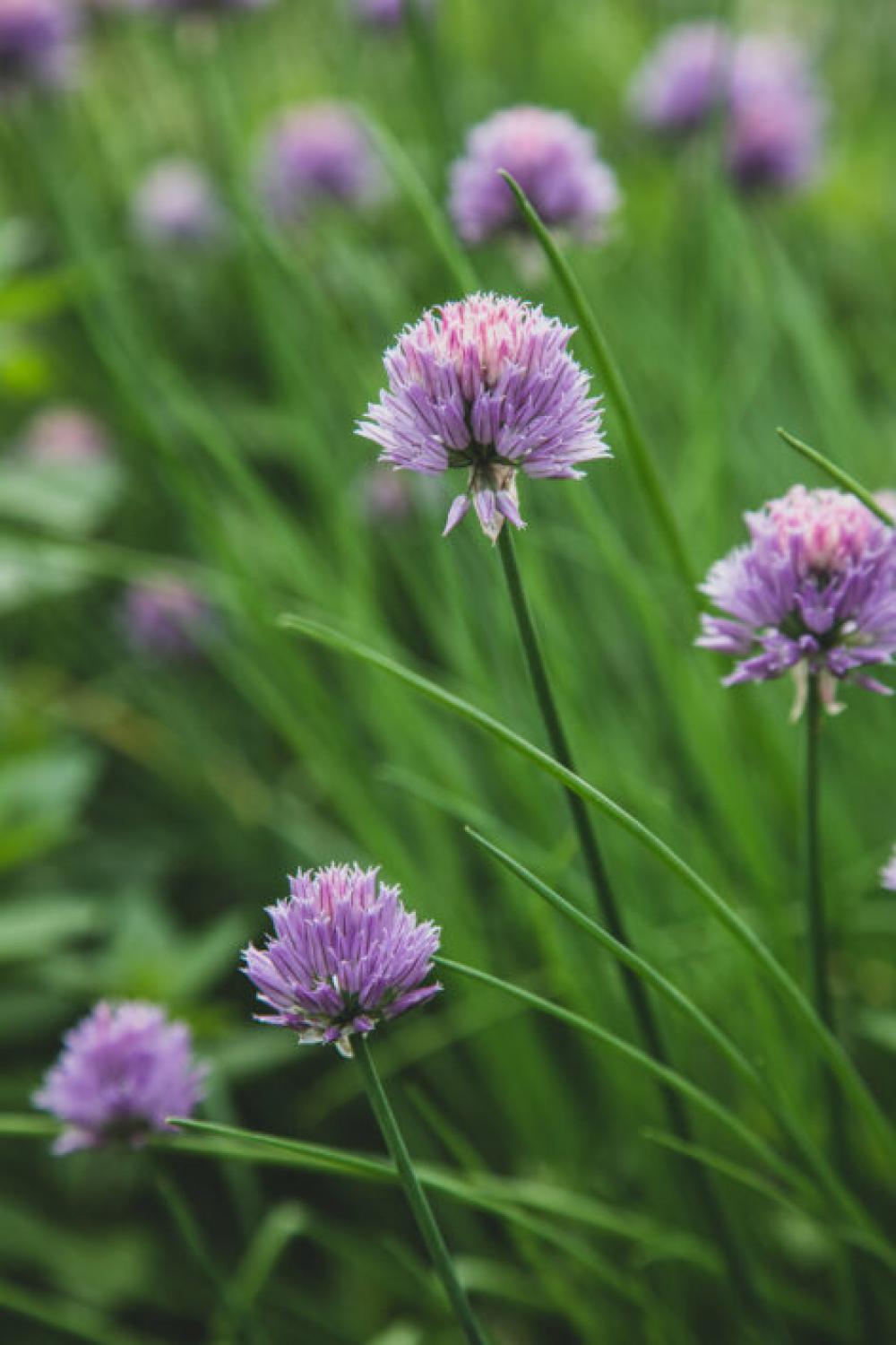 Chives Blossom Garden Free Photo Chives Blossom Garden Free Photo
