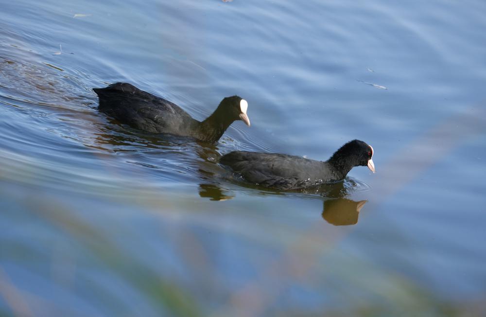 Couple Of Moorhens Couple Of Moorhens