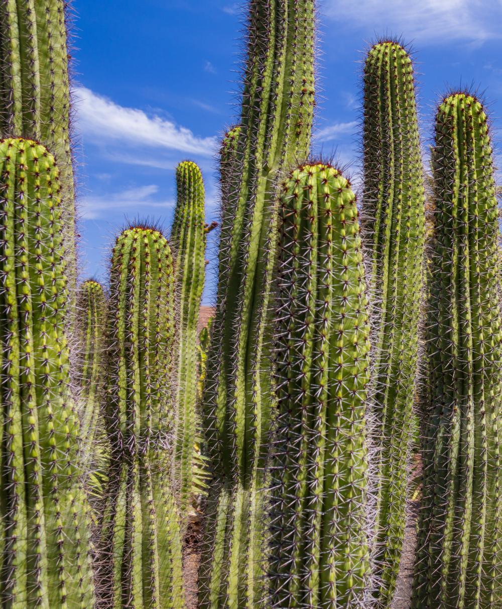 Green Cactus And Blue Sky Green Cactus And Blue Sky