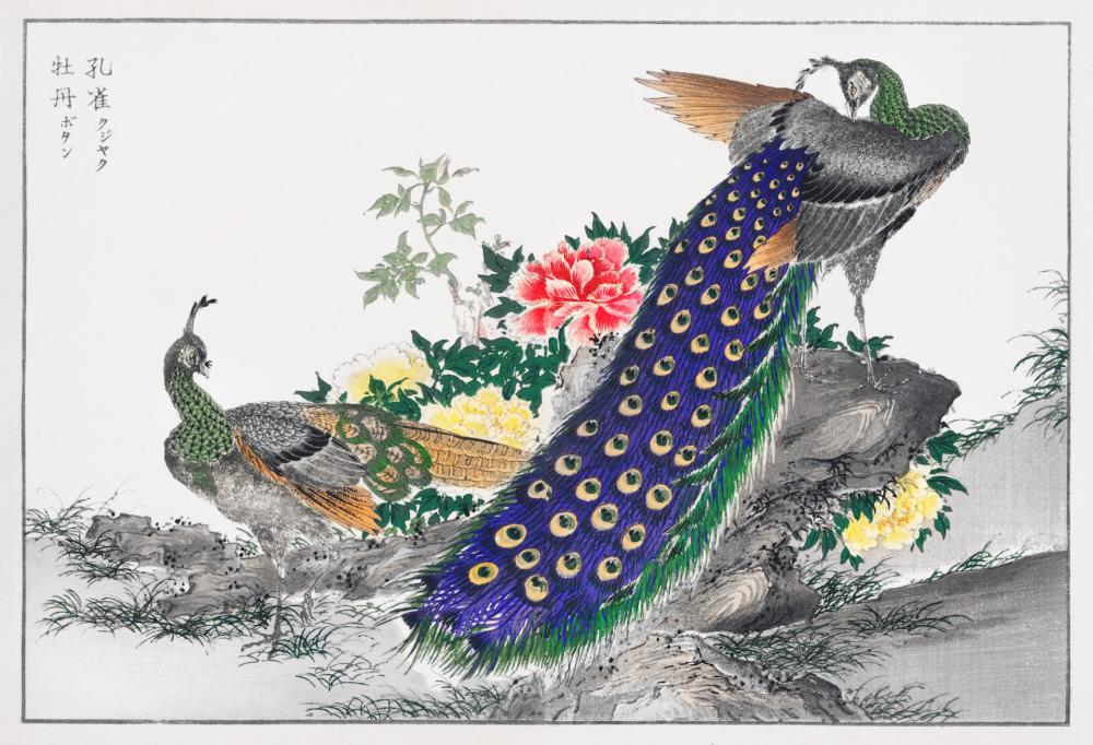 Peacock Bird Vintage Old Peacock Bird Vintage Old