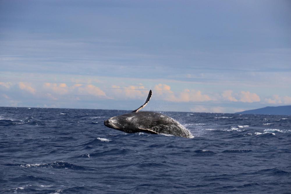 Blue Whale Jumps Out Of The Ocean Photo Blue Whale Jumps Out Of The Ocean Photo