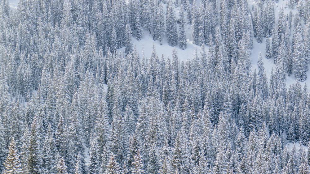 Dense Forest Cloaked In Fresh White Snow Photo Dense Forest Cloaked In Fresh White Snow Photo
