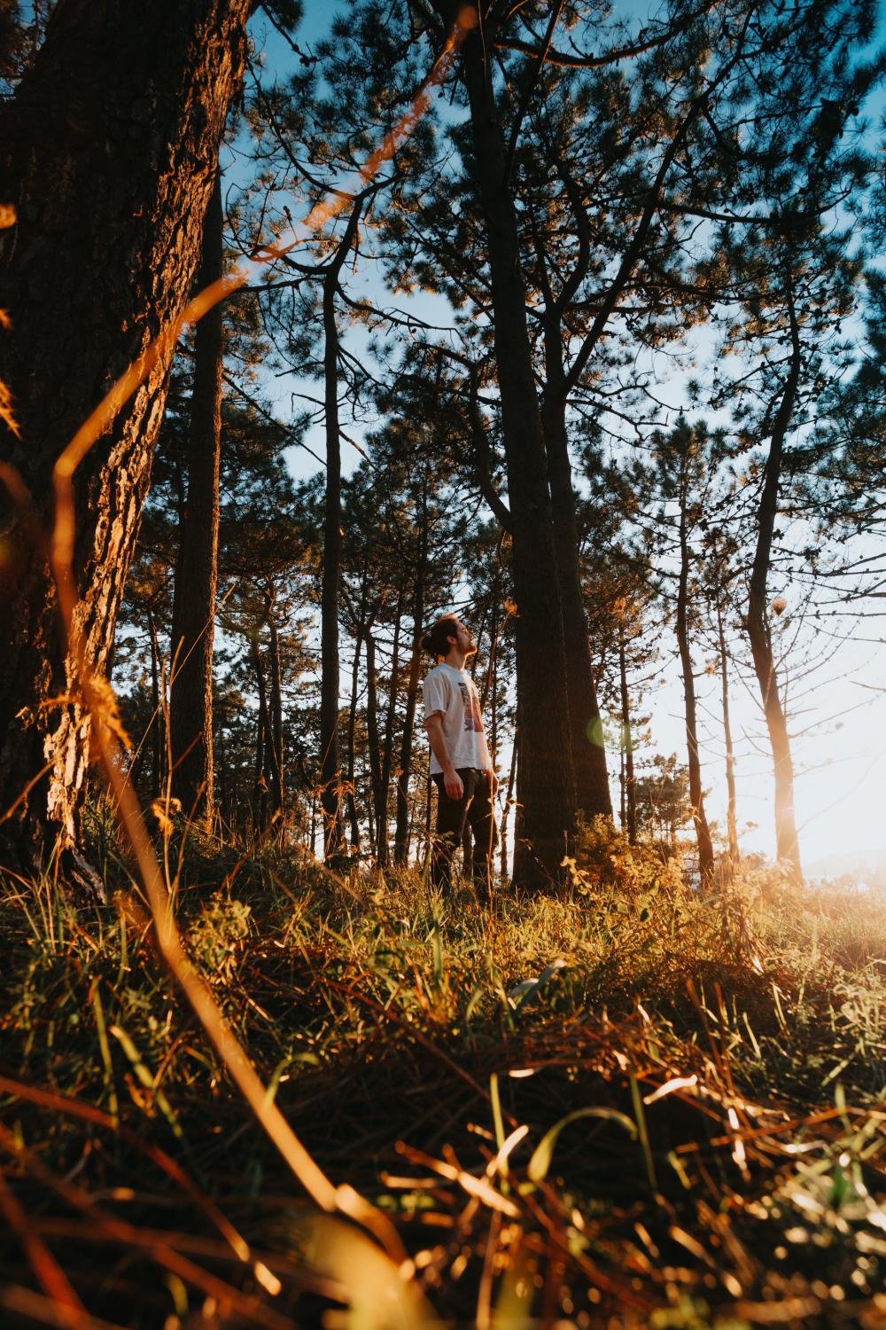 Person Standing In A Forest At Golden Hour Photo Person Standing In A Forest At Golden Hour Photo