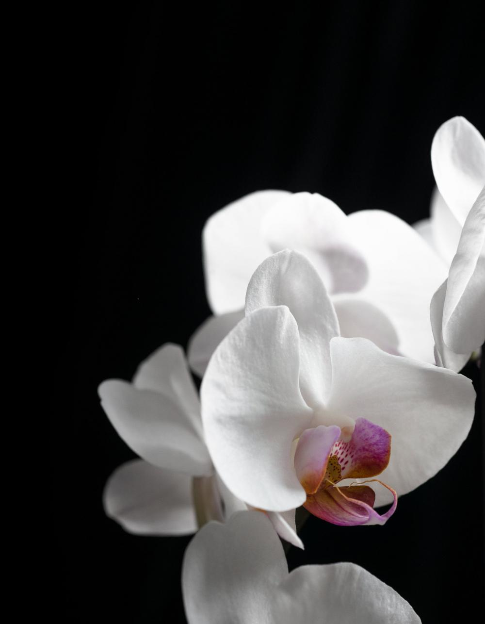 Close Up Of Falling White Orchids With Pink Photo Close Up Of Falling White Orchids With Pink Photo