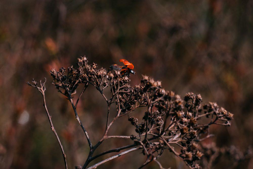 Ladybug on a dried yarrow flower bud Ladybug on a dried yarrow flower bud