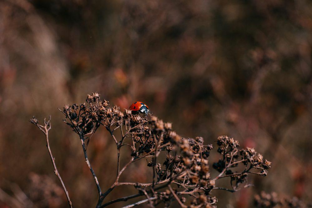 Ladybug on a dried yarrow flower bud 2 Ladybug on a dried yarrow flower bud 2