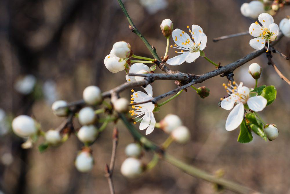 White tree blossom 8 White tree blossom 8