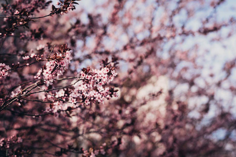 Cherry tree blossom 8 Cherry tree blossom 8