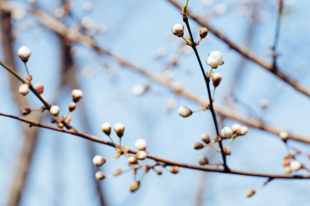 White tree blossom 14 White tree blossom 14