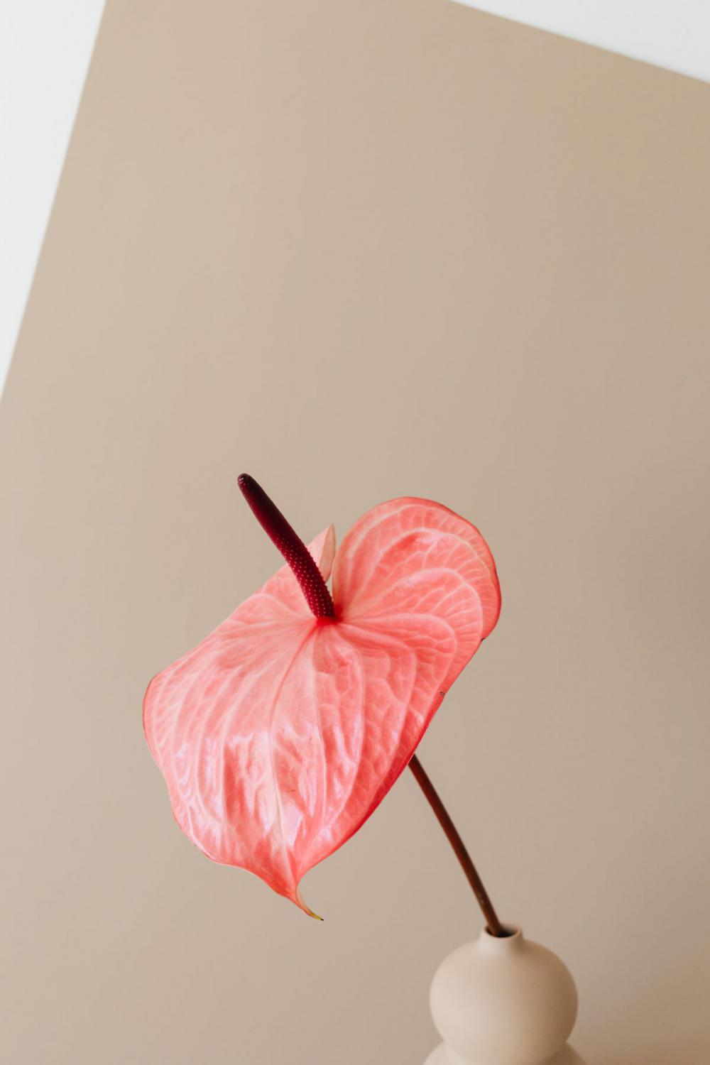 Flowers With Beige Background Flowers With Beige Background