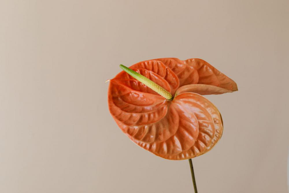Flowers With Beige Background Flowers With Beige Background