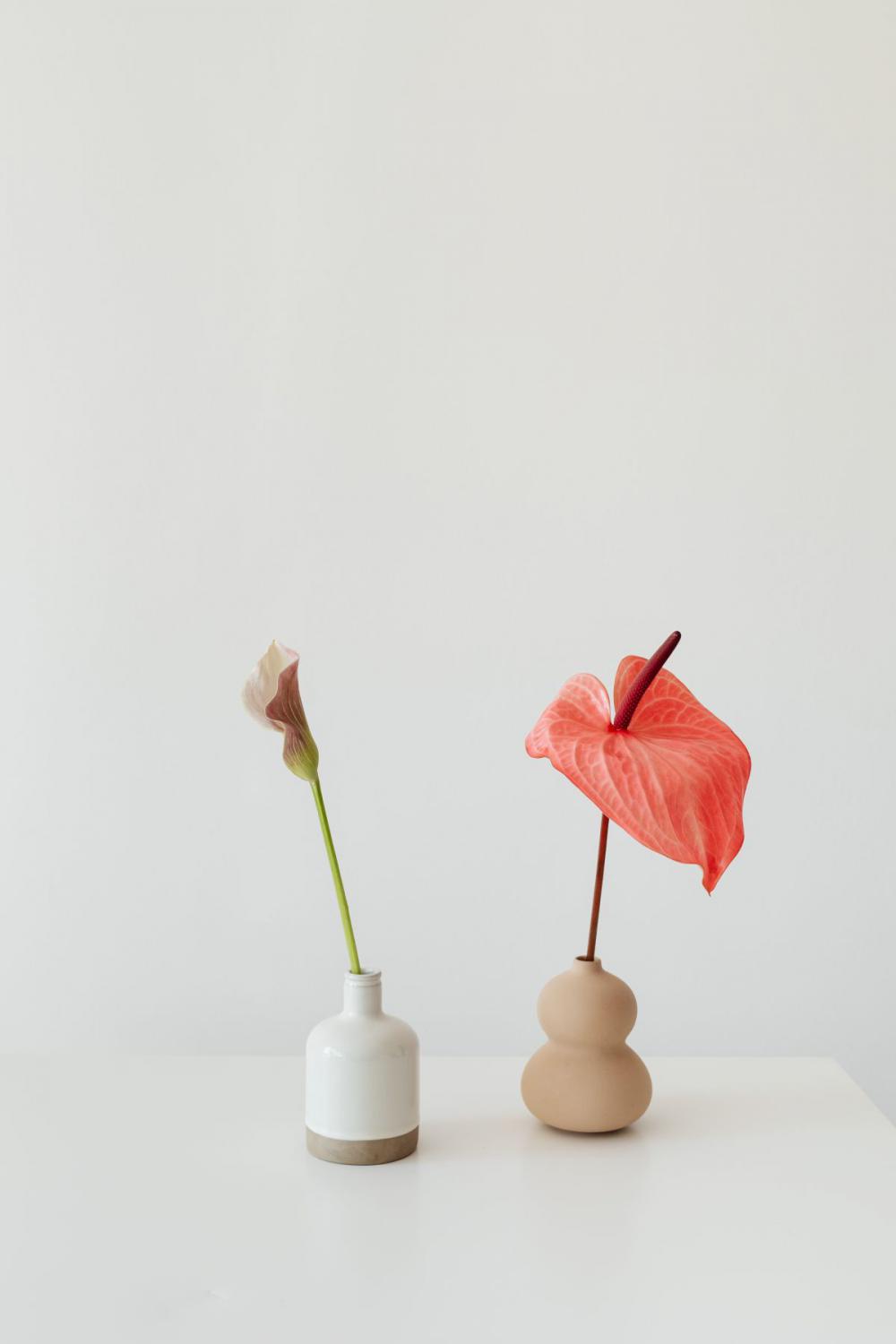 Flowers With Beige Background Flowers With Beige Background