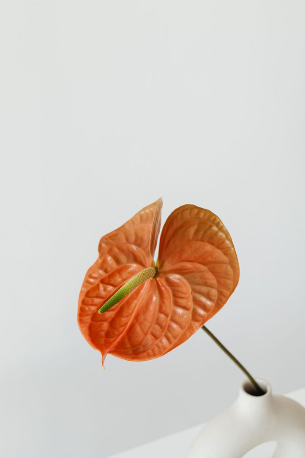 Flowers With Beige Background Flowers With Beige Background