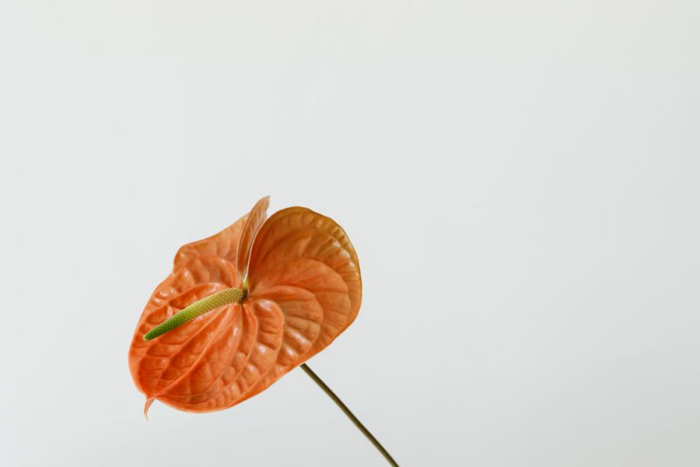 Flowers With Beige Background Flowers With Beige Background