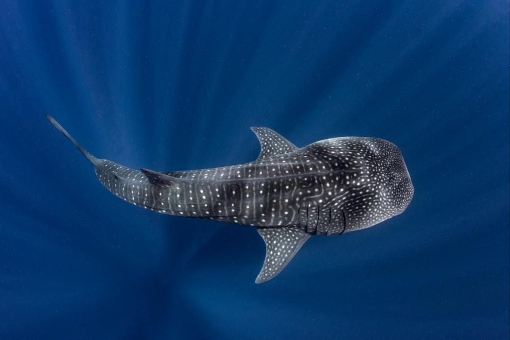 Whale Shark Whale Shark