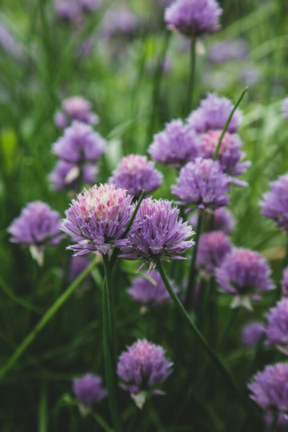 Chives Blossom Garden Free Photo Chives Blossom Garden Free Photo